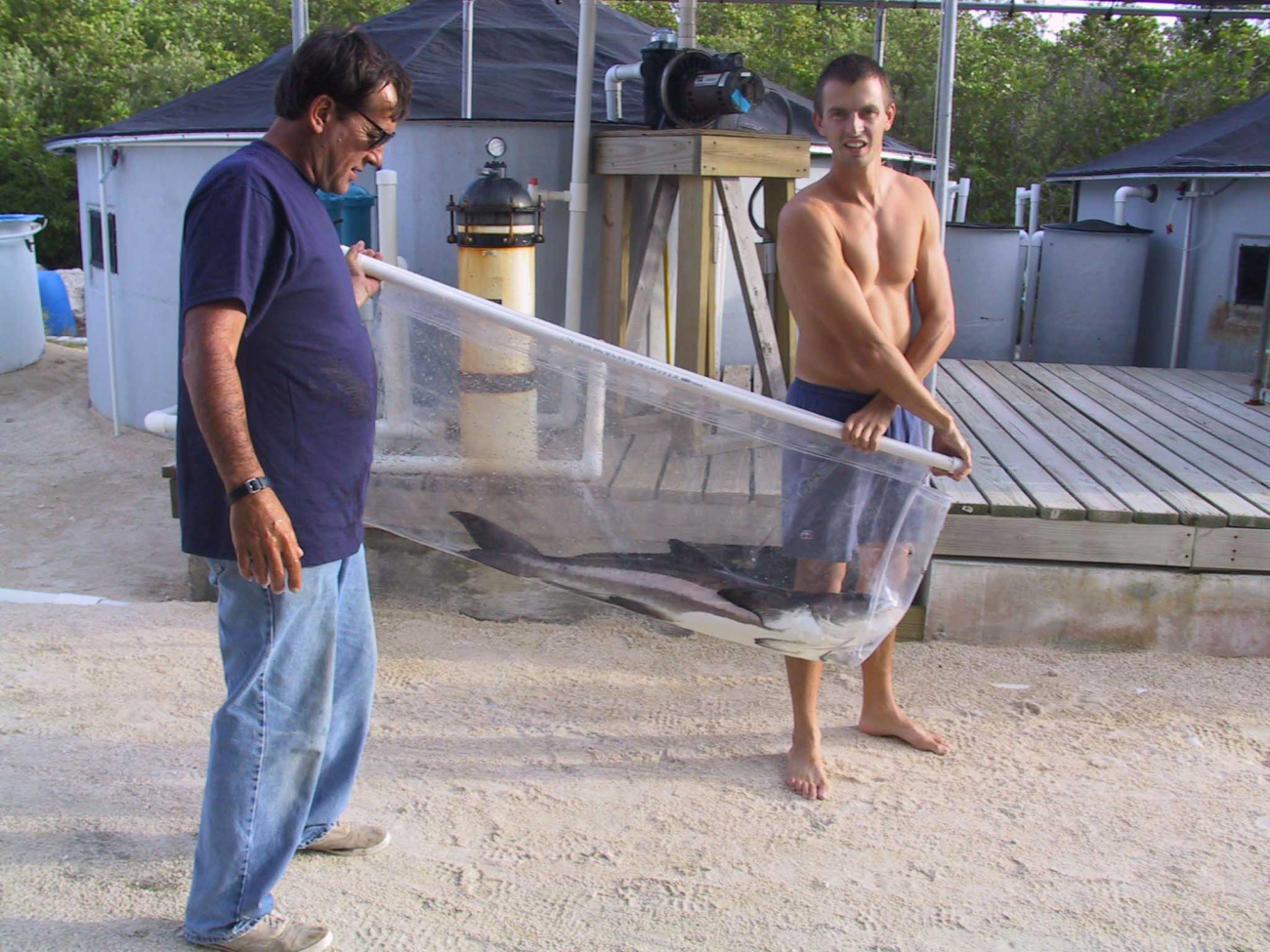 Cobia broodstock being carried to holding tank at the Florida aquacultureresearch laboratory