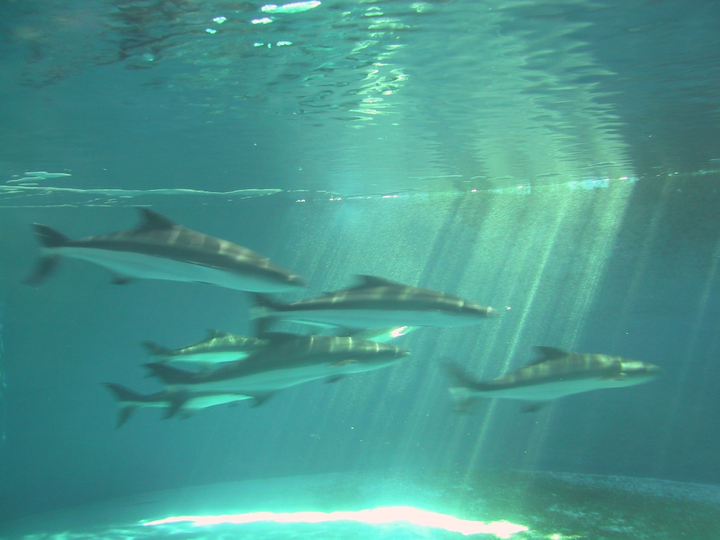 A good and rare photo through a tank window of 4 adult cobia swimming