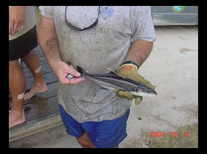 A photo of cobia tagged for stocking in a grow-out pen