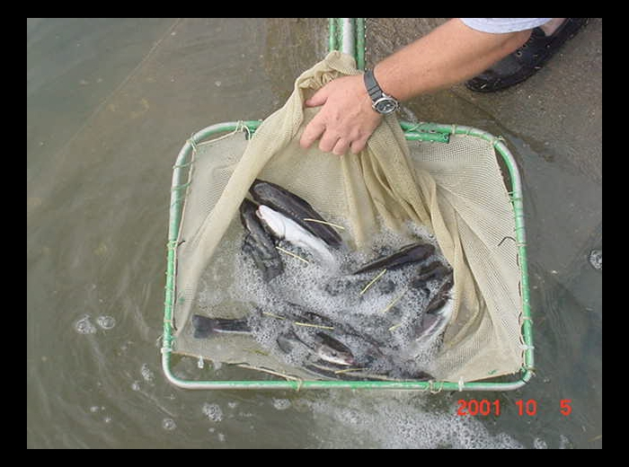 A one pound cobia being held in a hand-net prior to stocking