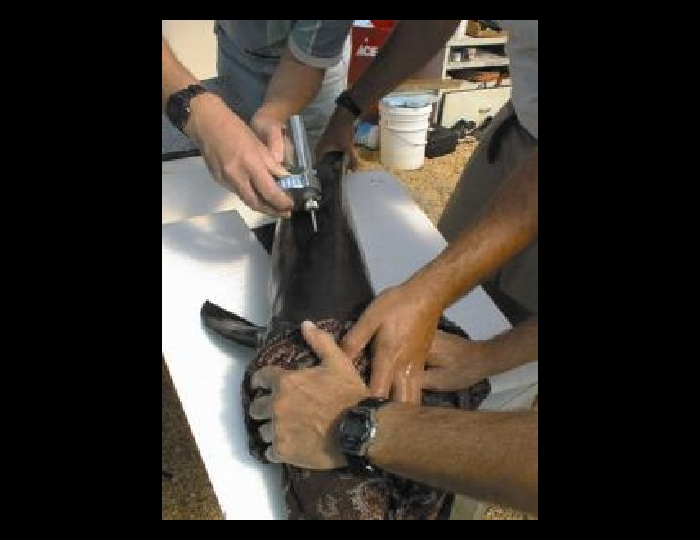 Adult cobia broodstock being injected with hormone to stimulate spawning