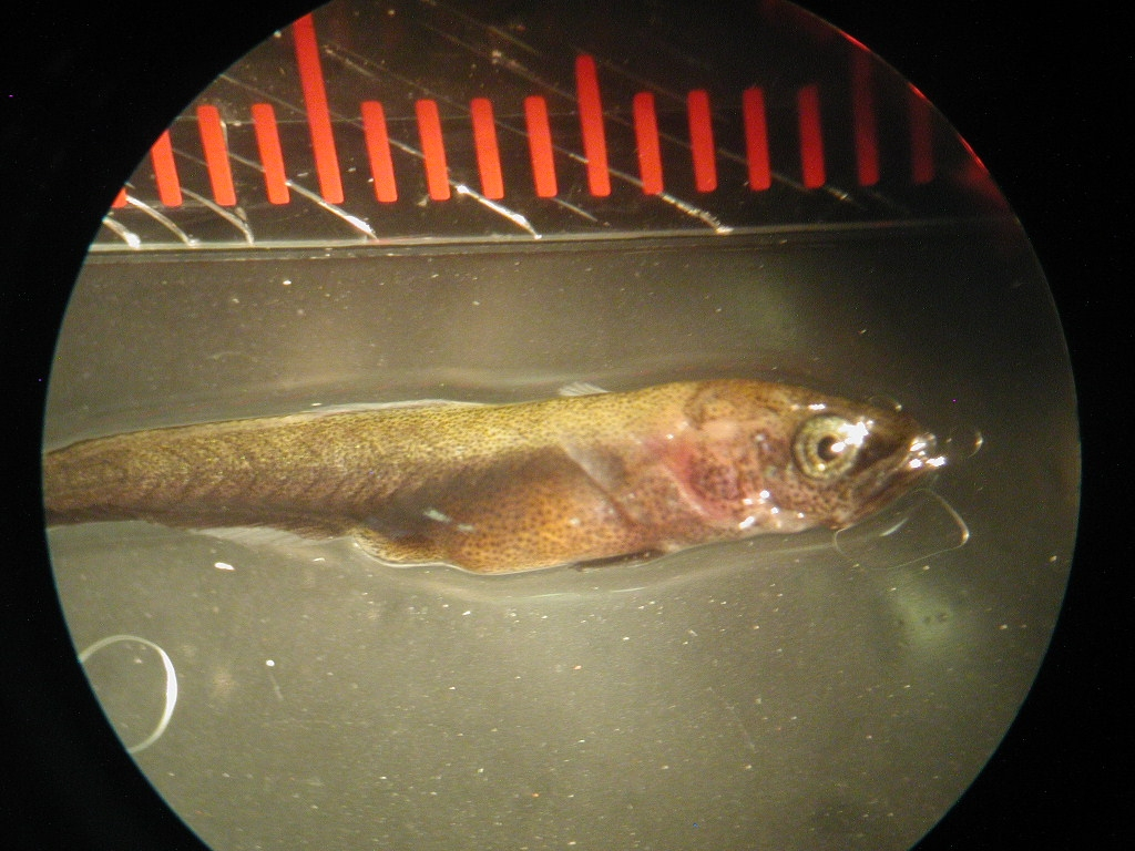 A 19-day-old cobia being measured for growth