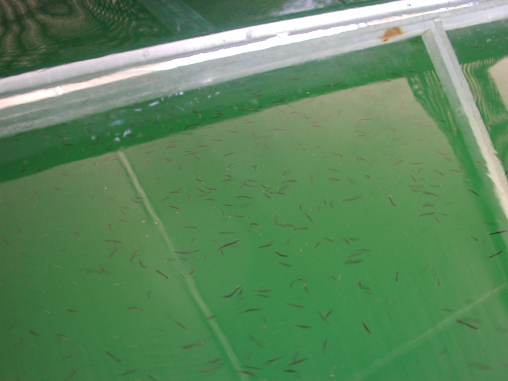Cobia,19 days olds, swimming in a growout tank at a Florida research laboratory