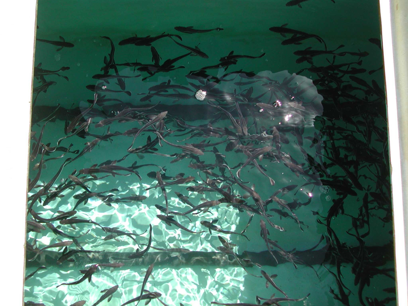 The first harvest of cultured cobia at the Florida research laboratory
