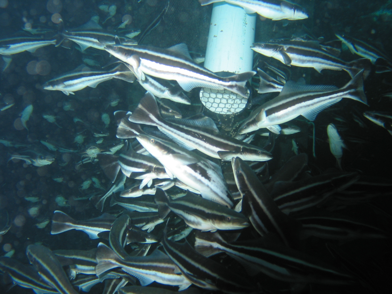 Juvenile cobia responding to a feeding pipe in an offshore cage off of theisland of Culebra, Puerto Rico