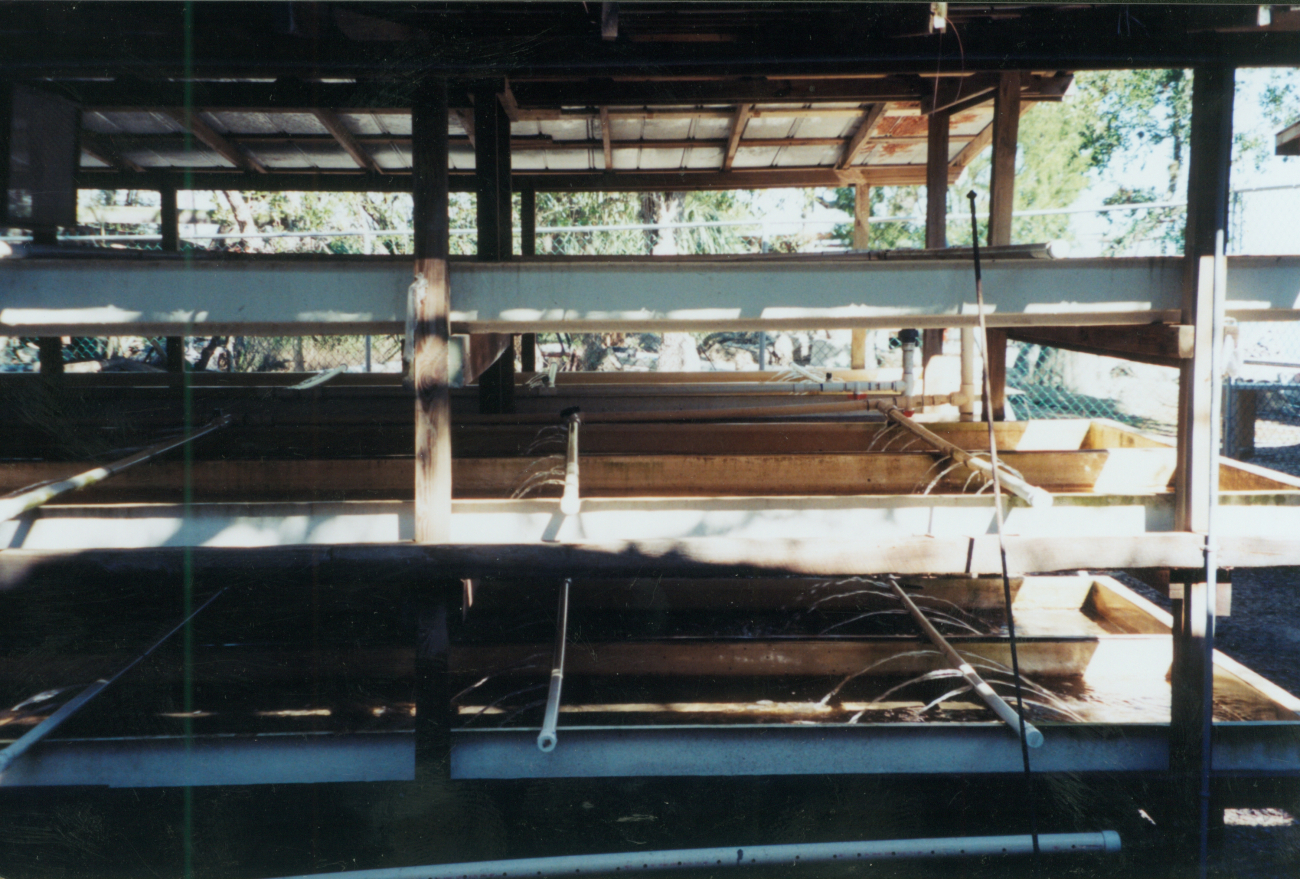 Clam aquaculture