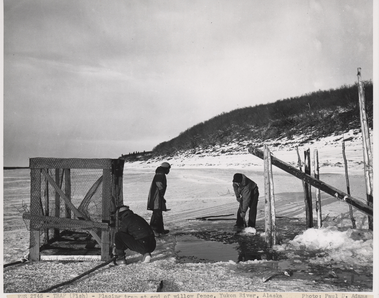 Placing fish trap at end of willow fence on the Yukon River