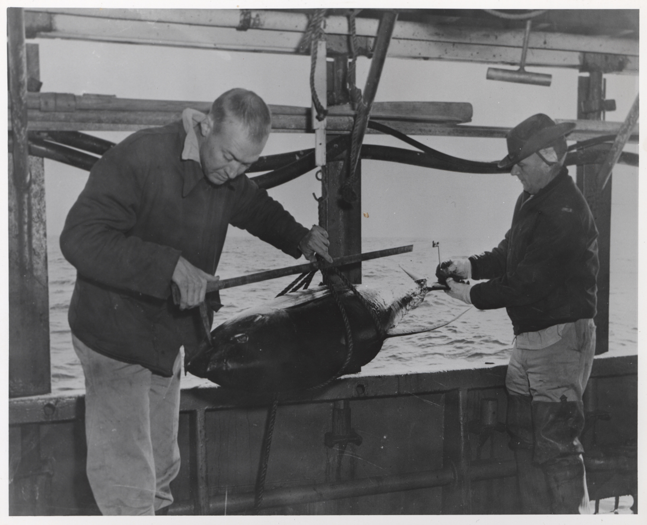 Harvey Bullis (foreground) and George Berglund taking weight and lengthmeasurements of yellowfin tuna on board FWS research vessel OREGON