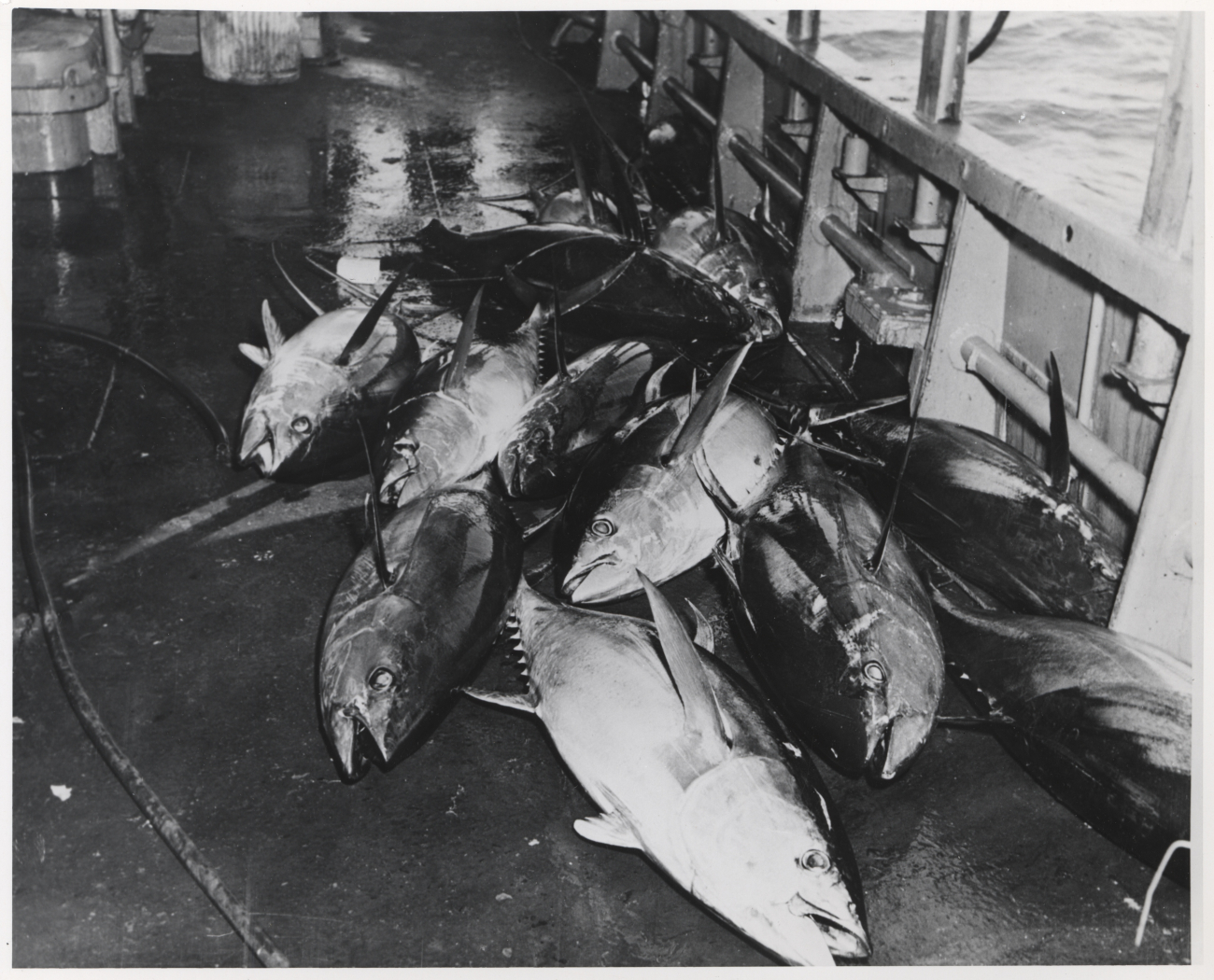 Catch of yellowfin tuna onboard the FWS research vessel OREGON