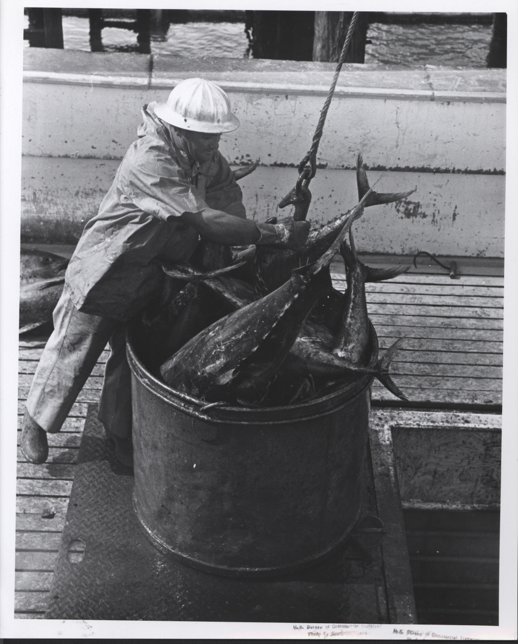 Unloading catch of yellowfin tuna