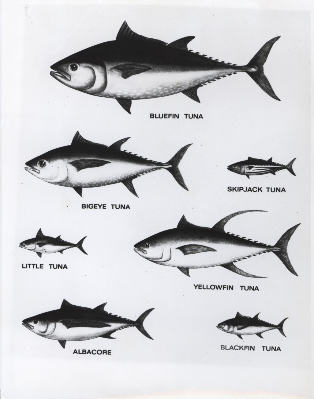 The Atlantic tunas under study at the Tropical Atlantic Biological Laboratory