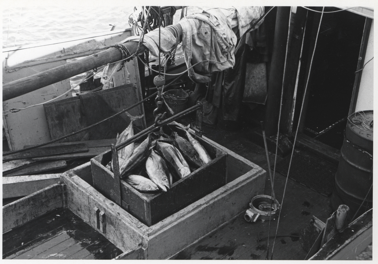 Unloading tuna from fishing vessel NORA at Bumblebee docks