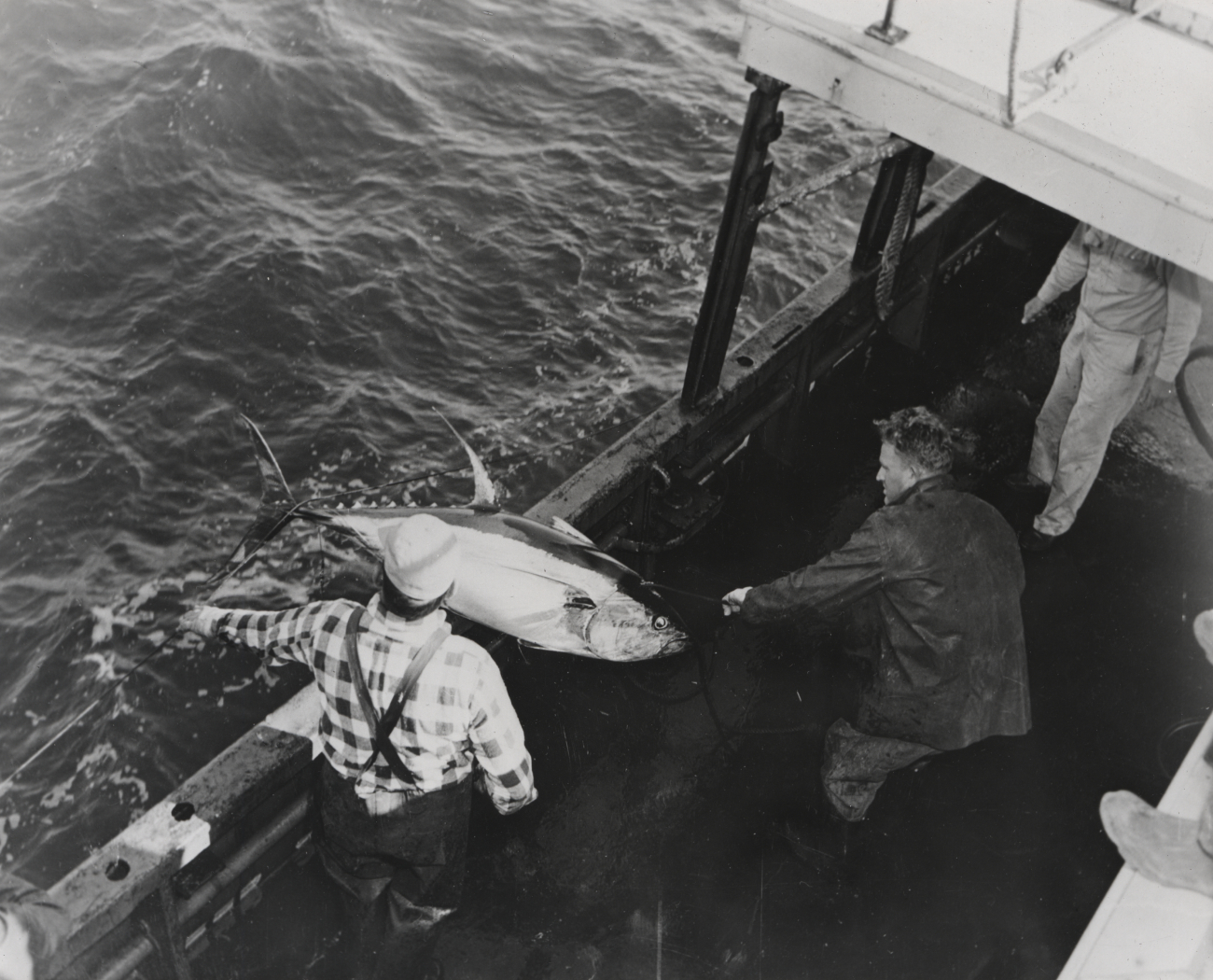 Landing a 120-lb yellowfin tuna on the FWS research vessel OREGON