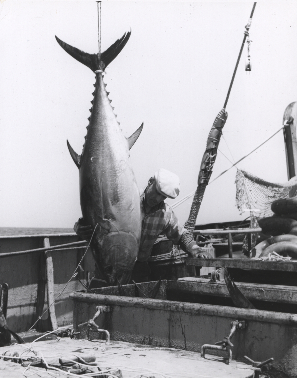 Bluefin tuna being hoisted aboard the FWS research vessel DELAWARE