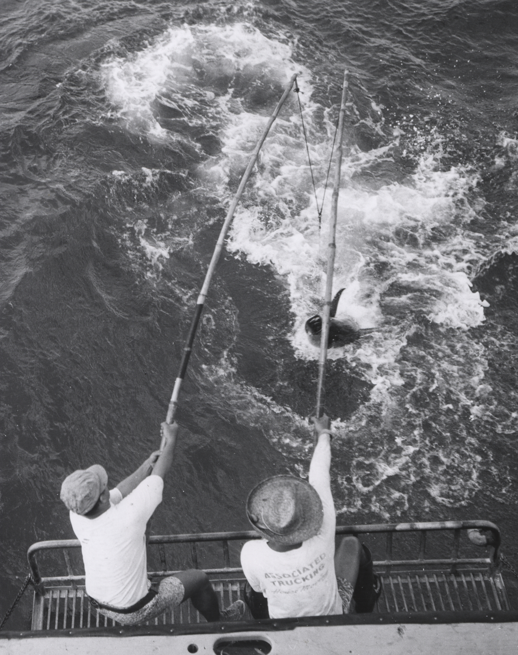 Two-pole method of landing large yellowfin tuna (Thunnus albacares)