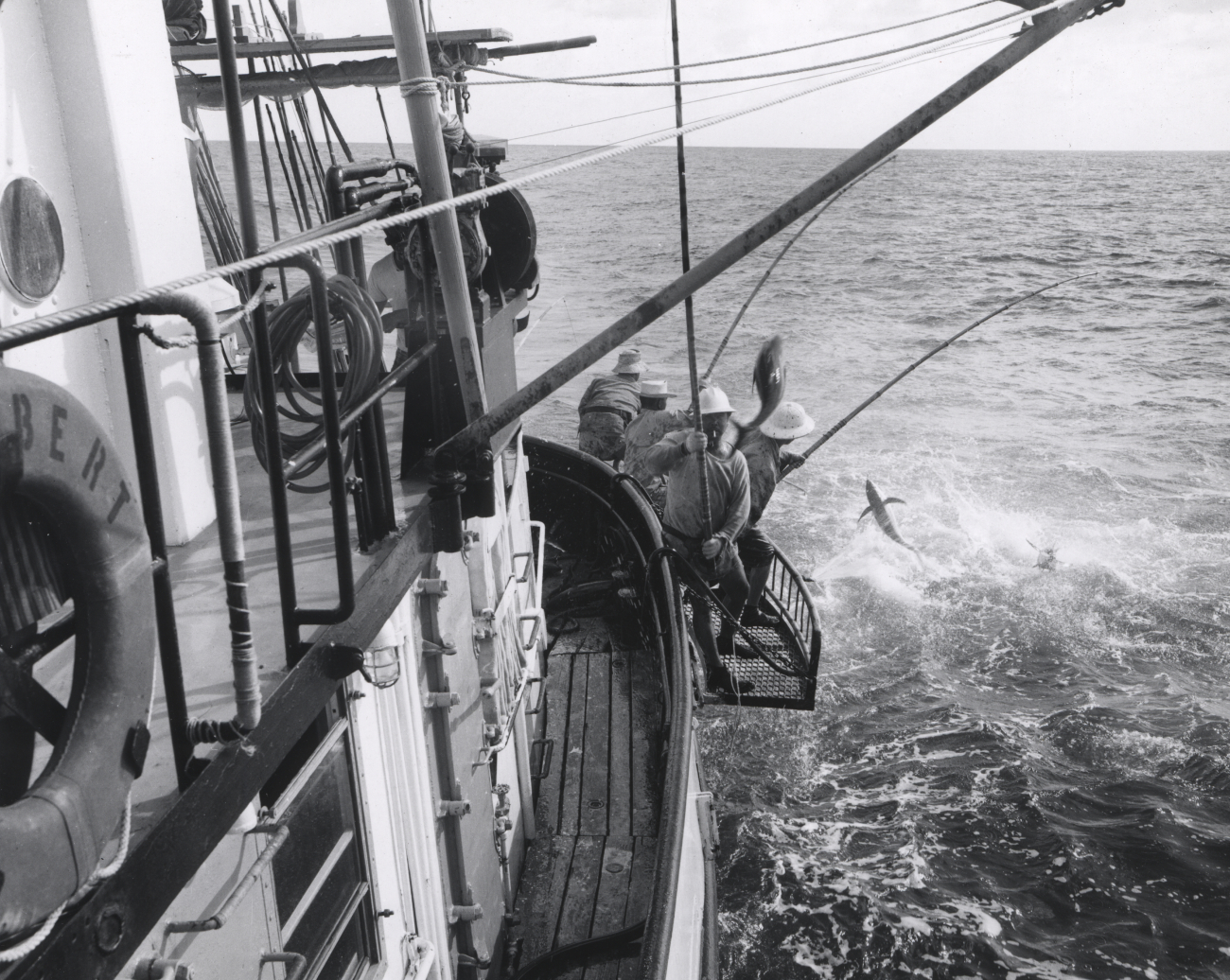 Fishermen landing yellowfin tuna (Thunnus albacares) on exploratory fishing trip in central Pacific Ocean
