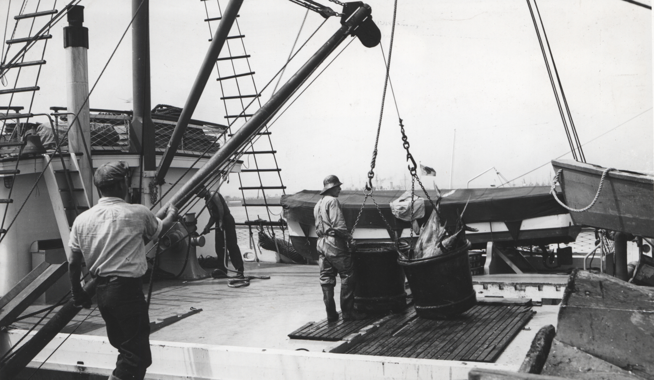 Apparatus used to unload tuna clipper