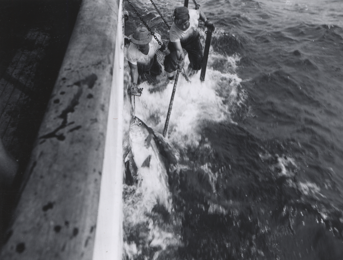 Landing a large tuna onto the stern of the research vessel ANTON BRUUN