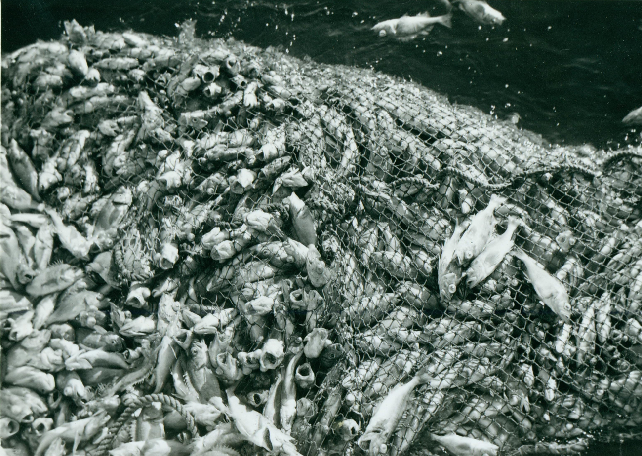 A large catch of Pacific Ocean perch made during exploratory trawling offOregon coast