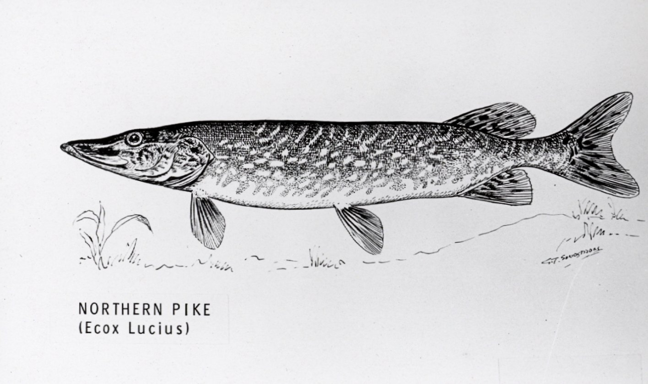 Northern pike (Ecox lucius)