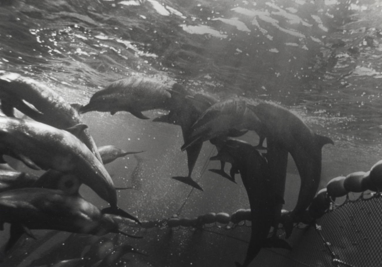 Porpoises captured in tuna seine net