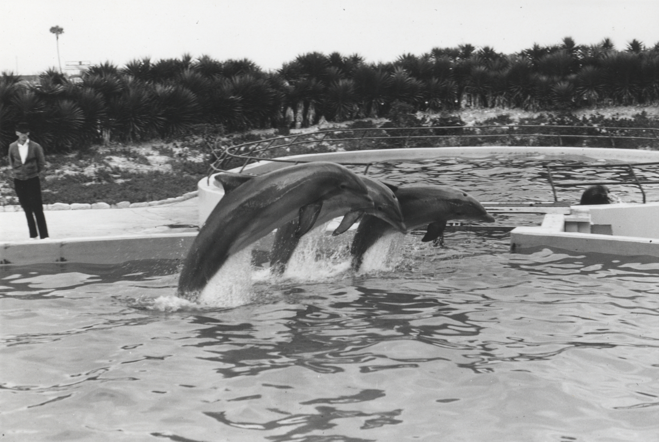 Dolphins performing at Marineland of Florida