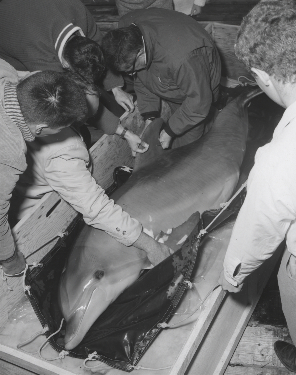 Tagging porpoise