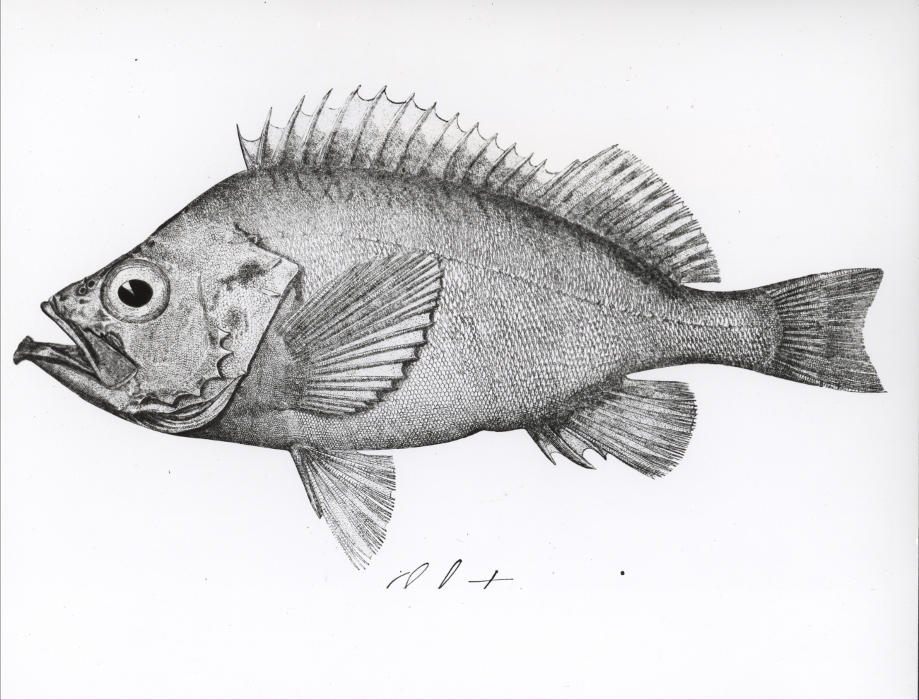 Rosefish rockfish (Sebastes marinus)
