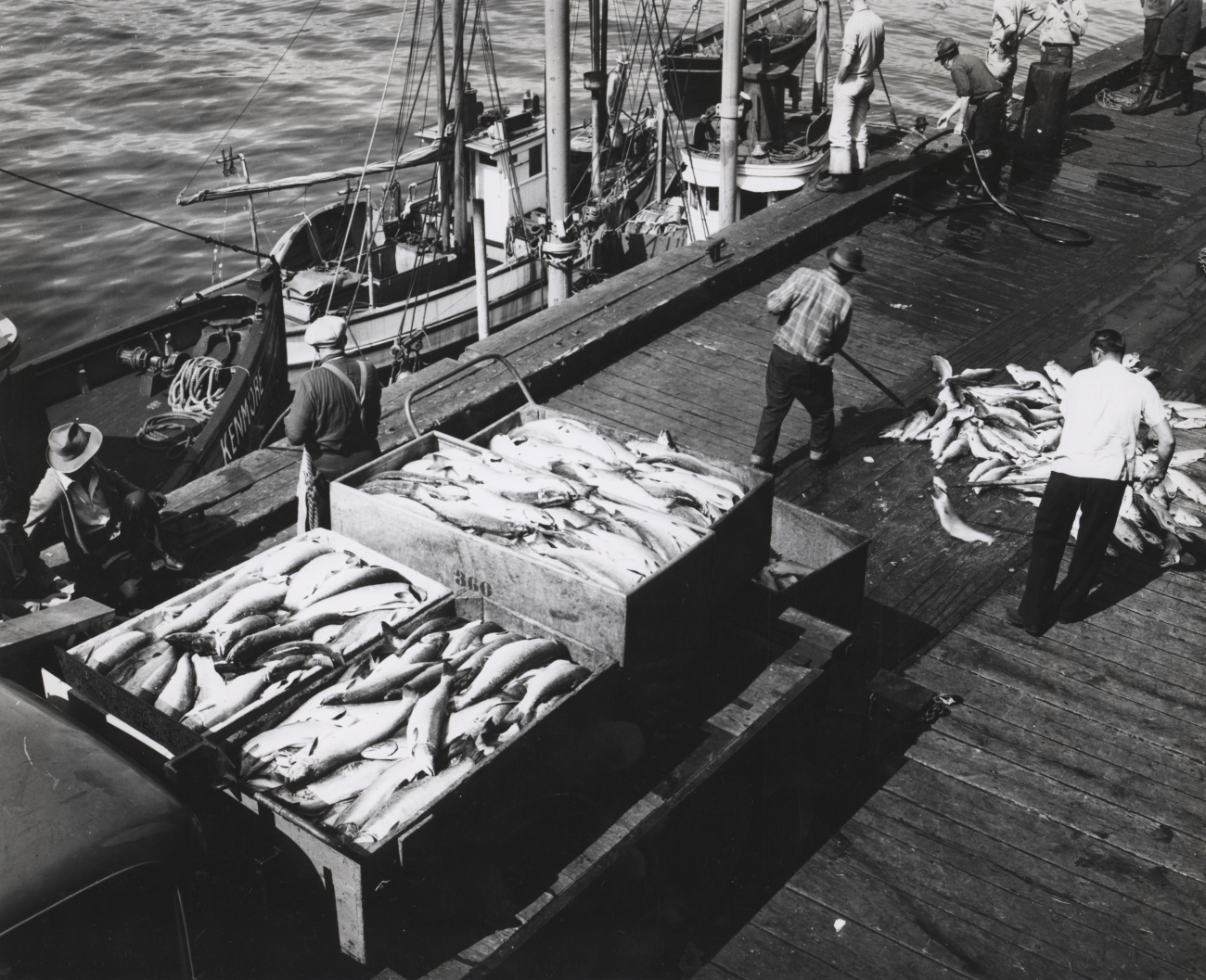 Salmon on dock and truck ready for transport to cannery