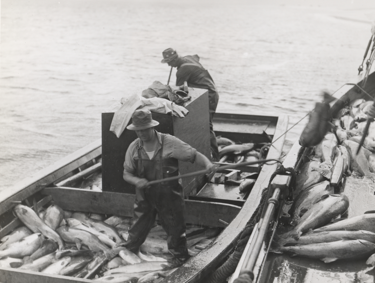 Salmon being transferred to large boat on which they are iced and hauled tocannery