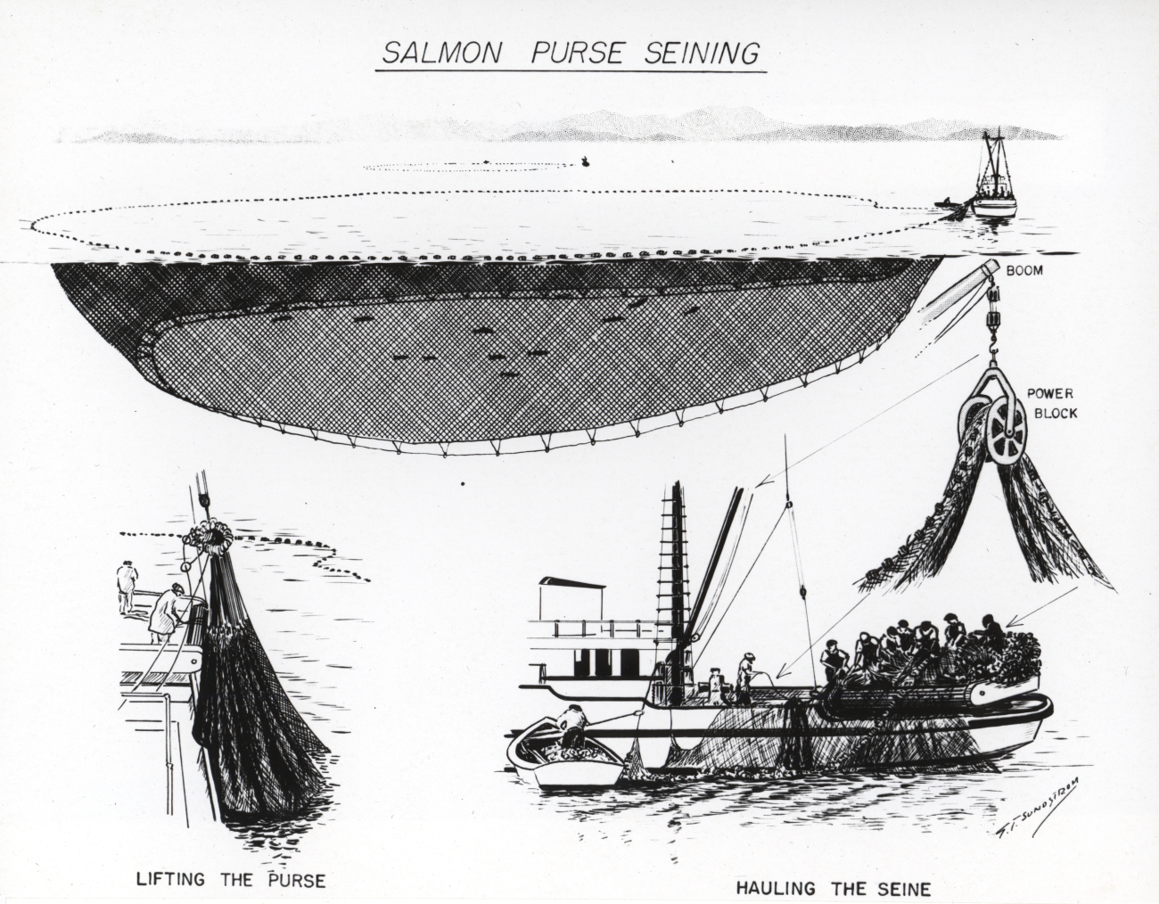 Diagram of salmon purse seining by S