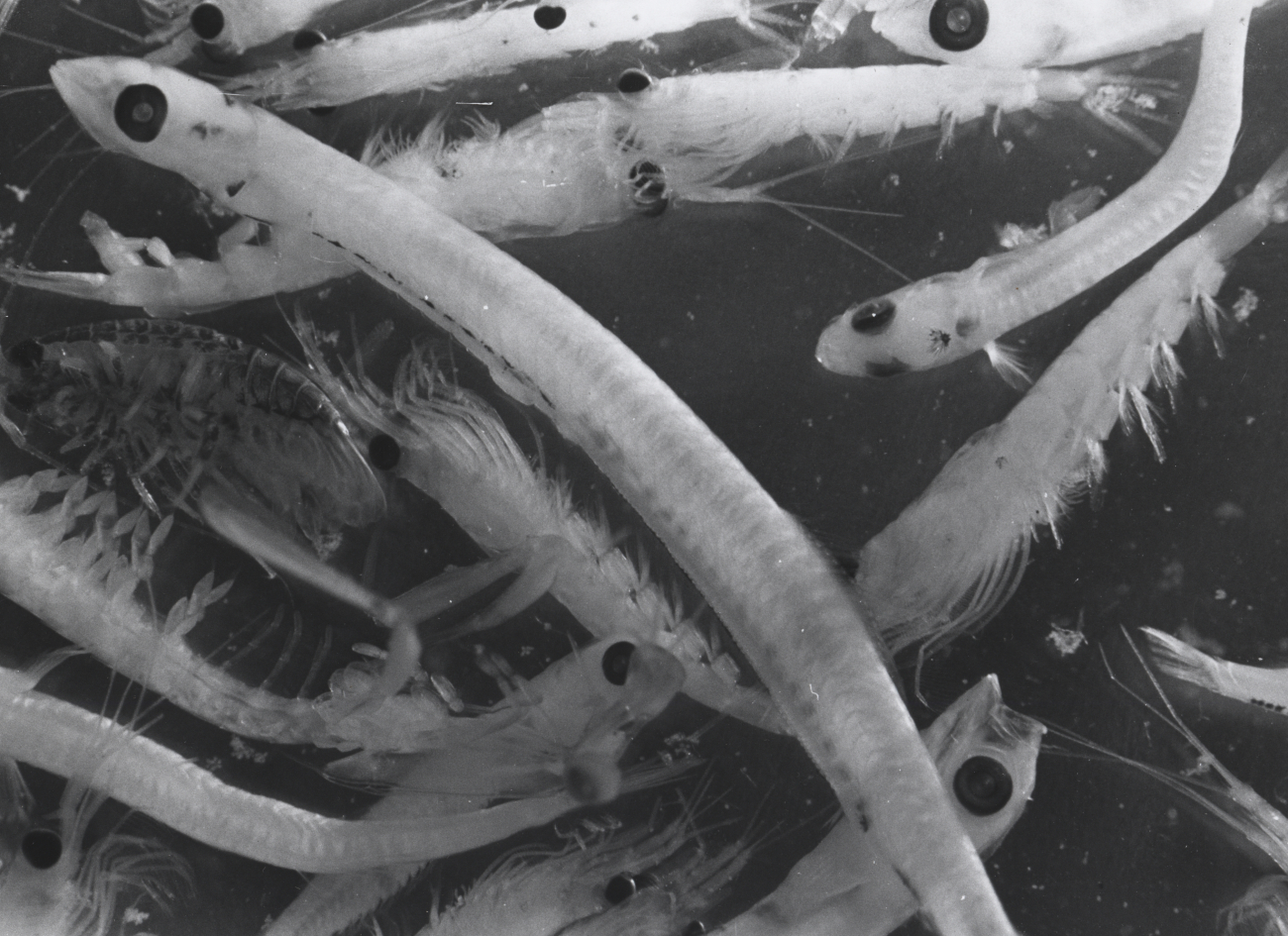 Sardine larva and other plankters from the Gulf of California
