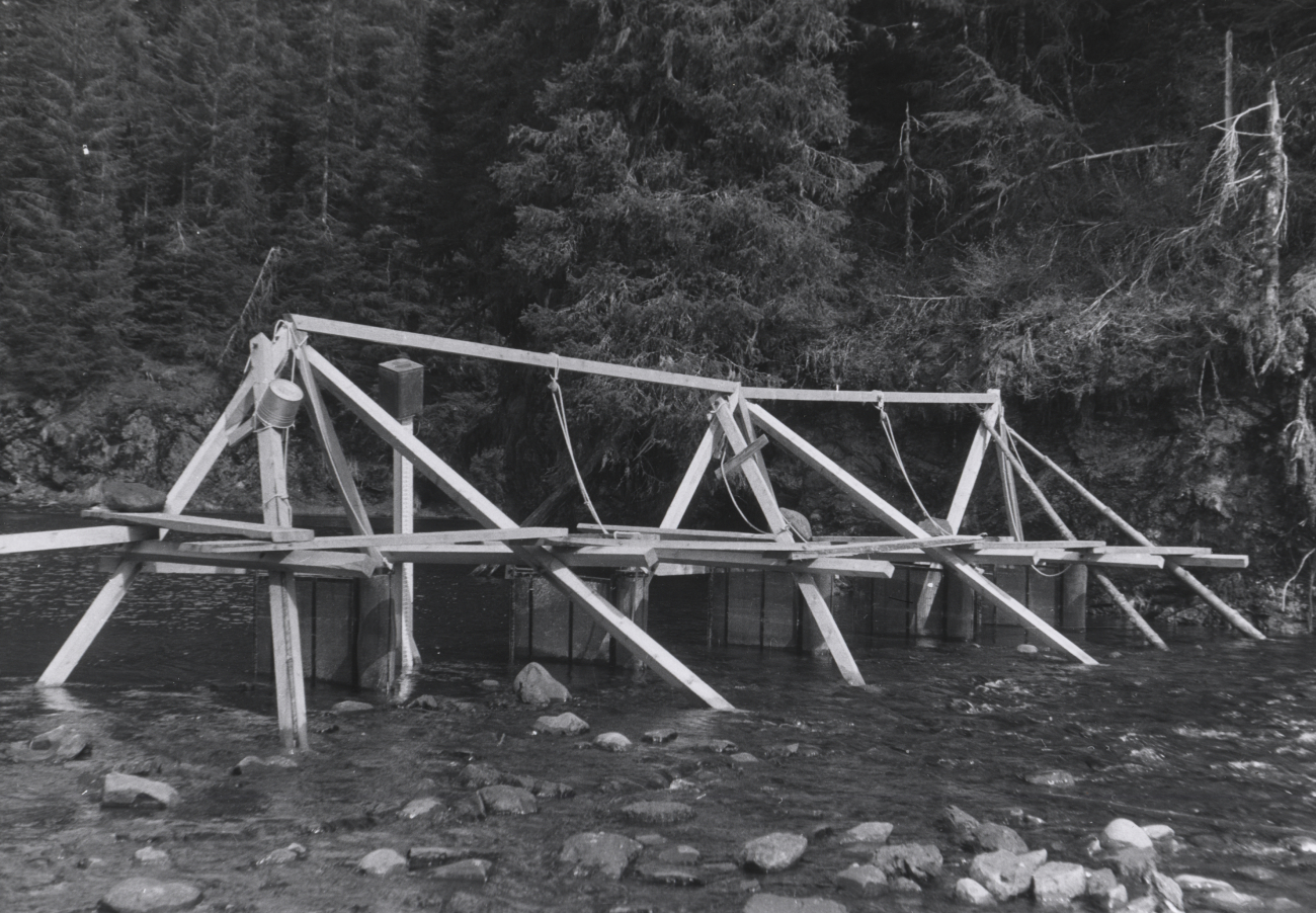 Fry trap installation at Cannery Creek, showing method of hanging traps andspacing of traps across stream