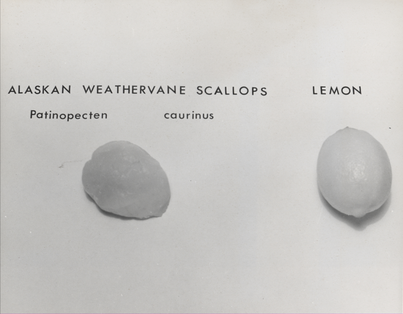 Alaskan weathervane scallop (Patinopecten caurinus) and  lemon for comparison with edible meat