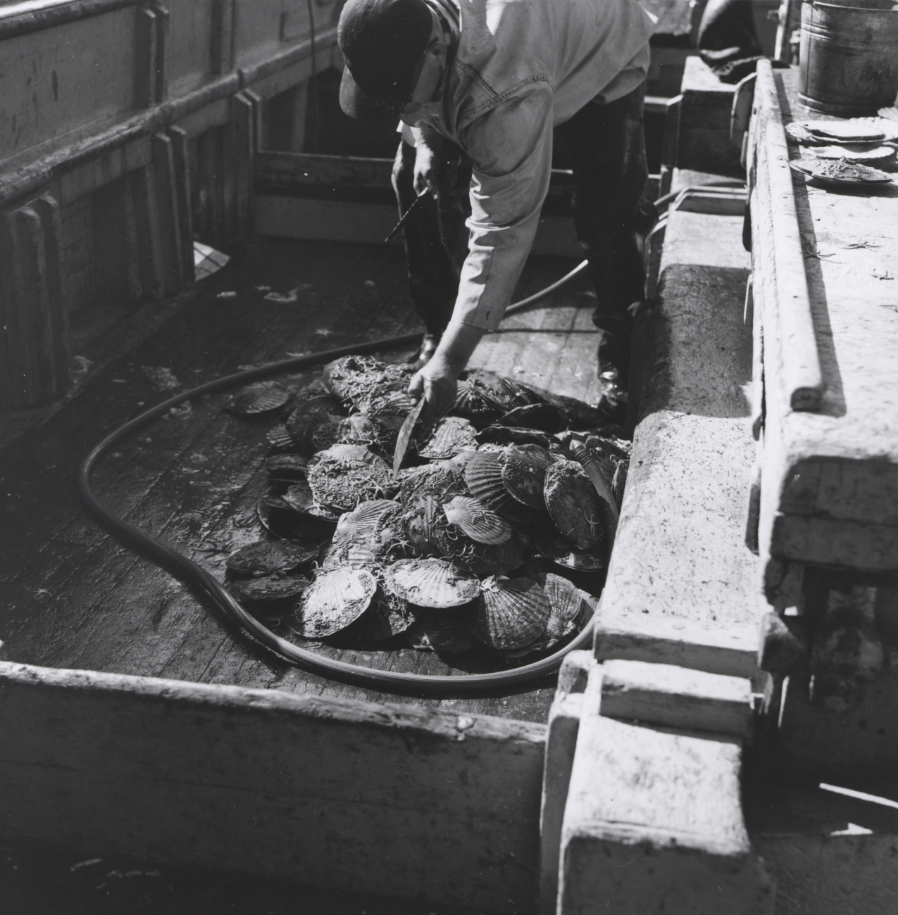 Large scallops on deck of M/V Tordenskjold chartrered by BCF for exploratoryfishing in survey in Northern Gulf of Alaska