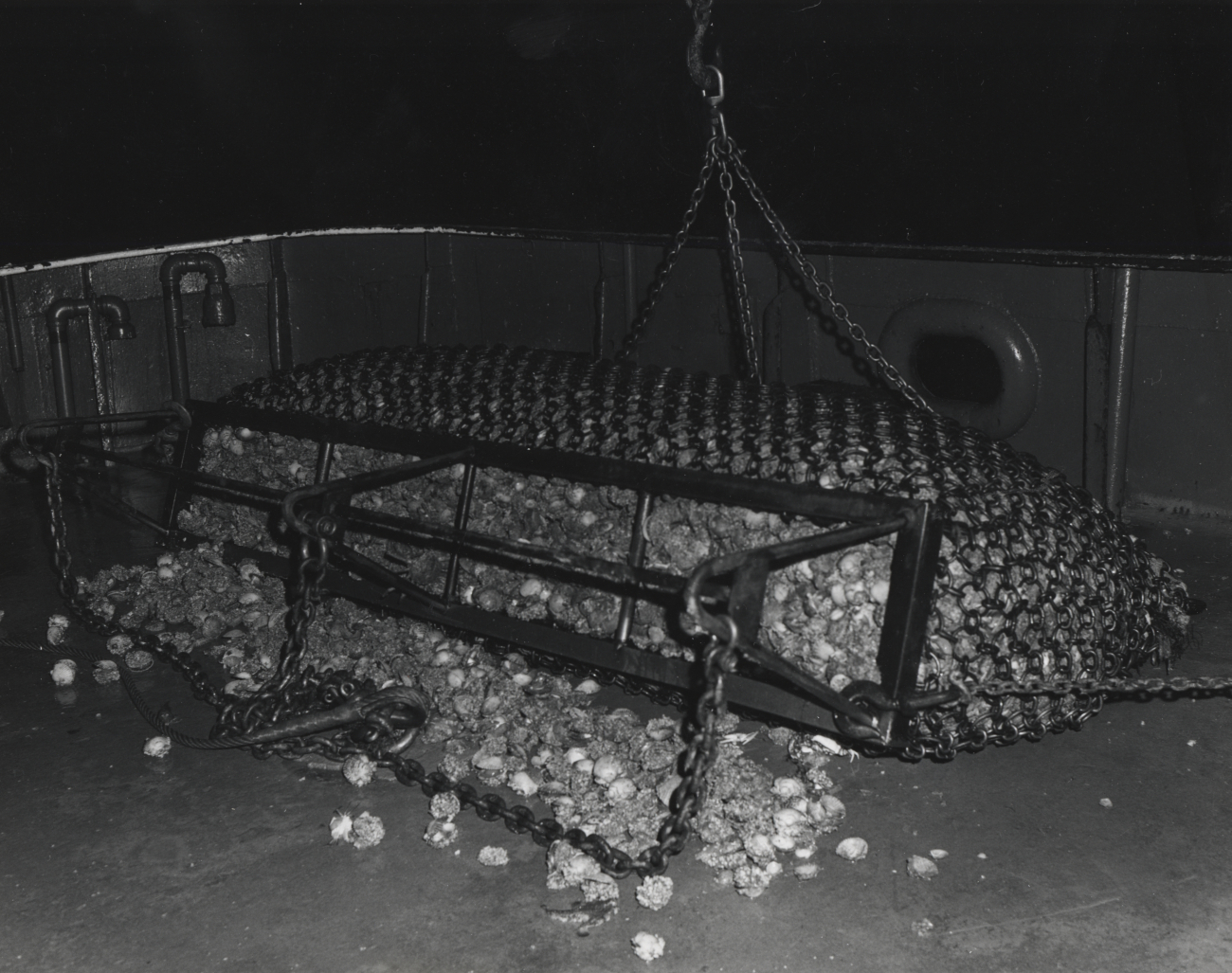 Calico scallops being dumped from a tumbler dredge onto the deck of the OREGON