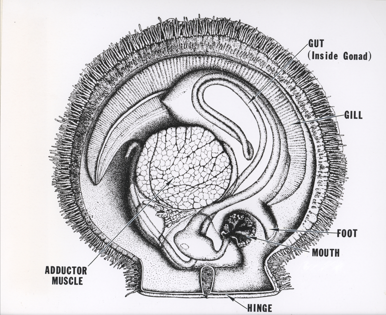 Gross anatomy of a sea scallop
