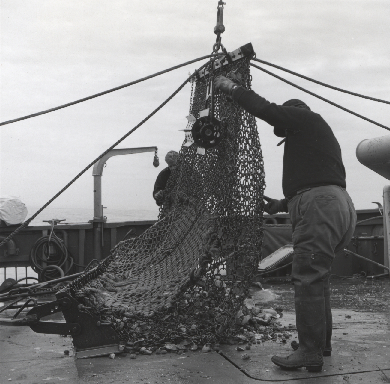 A scallop dredge being emptied on the BCF ship ALBATROSS IV