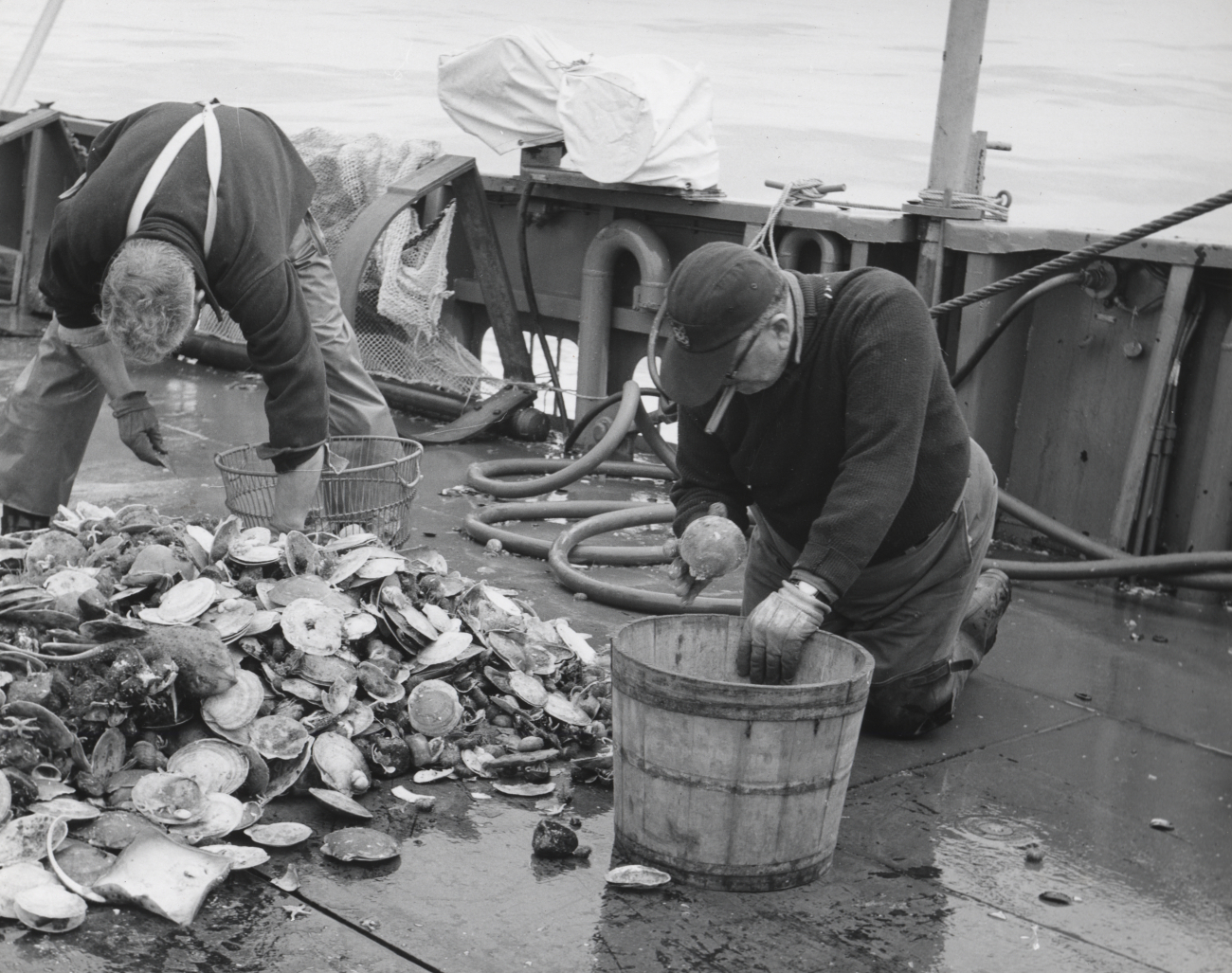 Cullingl live sea scallops out of dredge haul catch on board BCF ship 