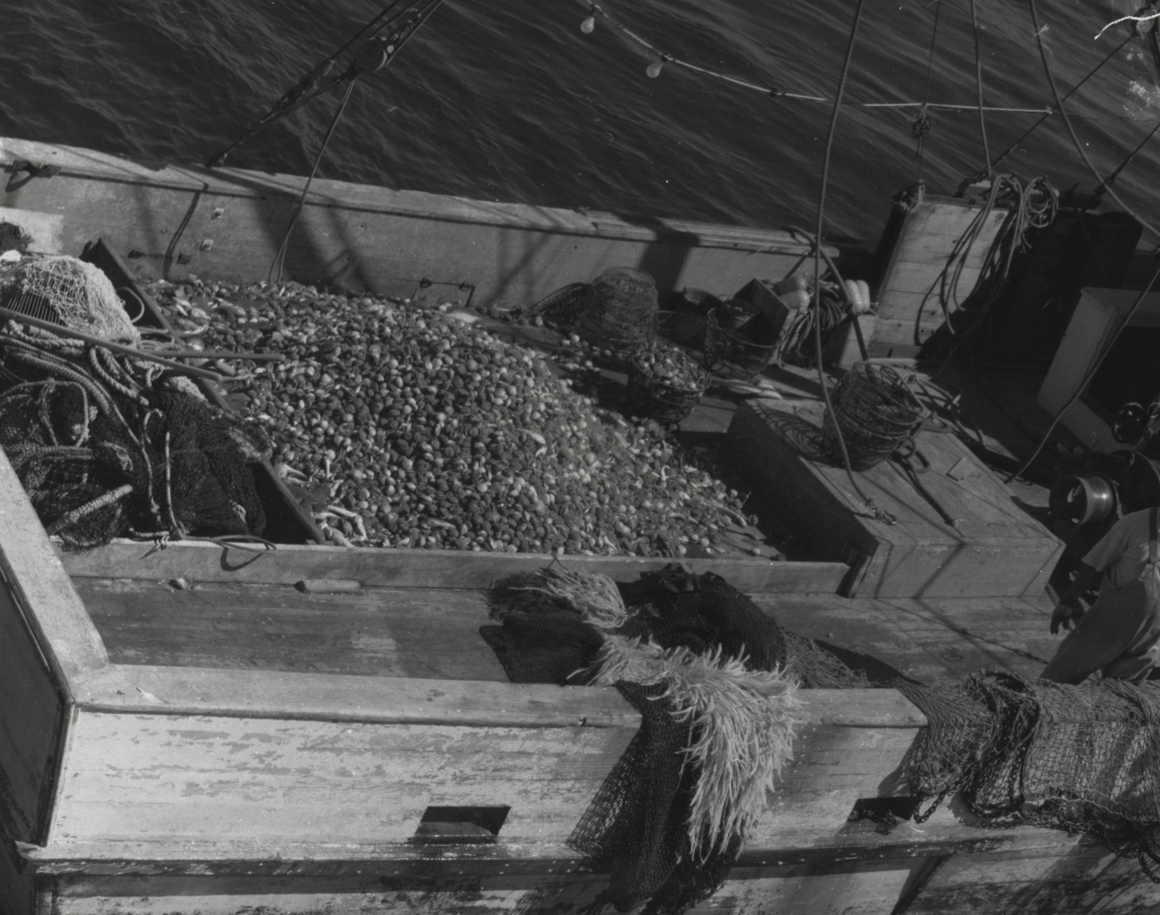 A 20-bushel catch of calico scallops on the deck of a North Carolinascallop boat