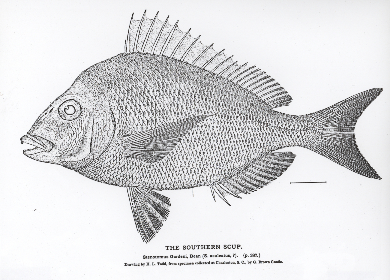 The southern scup (Stenotomus gardeni )