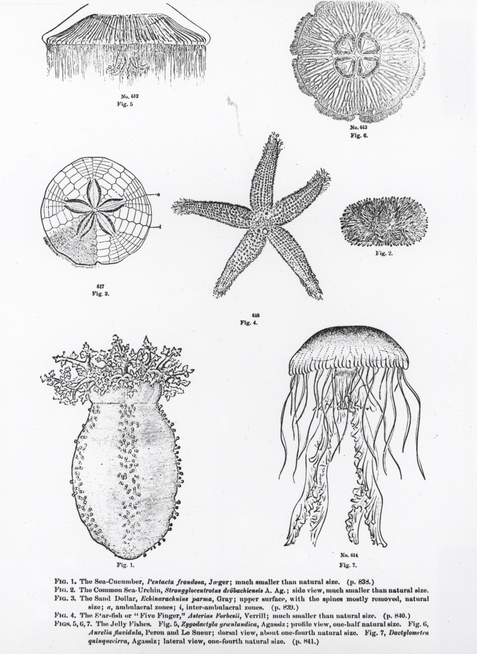 Sea-cucumber, sea-urchin, sand dollar, starfish, and two jellyfish shown inartwork