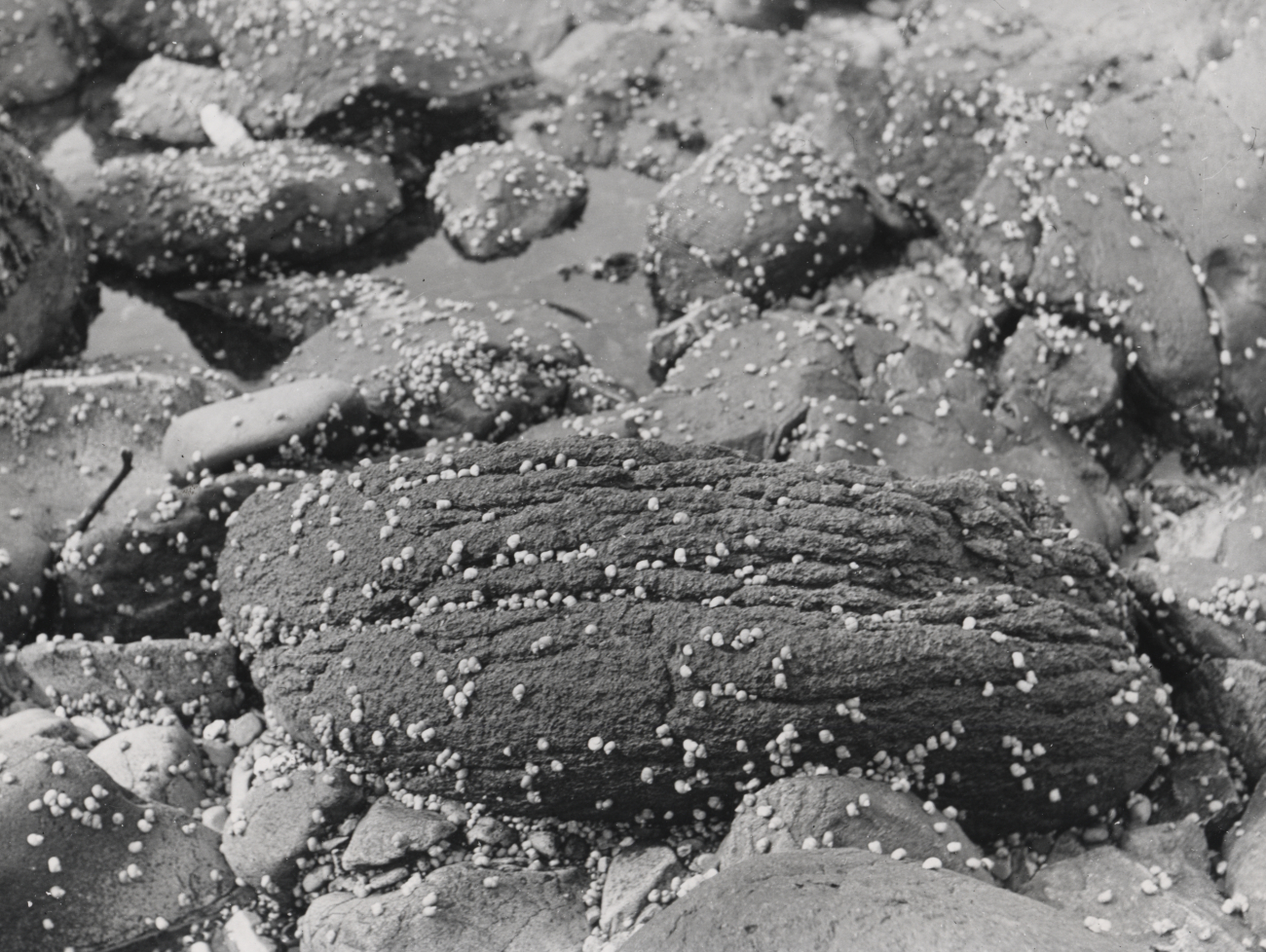 Snails on rocks - one form of otter food
