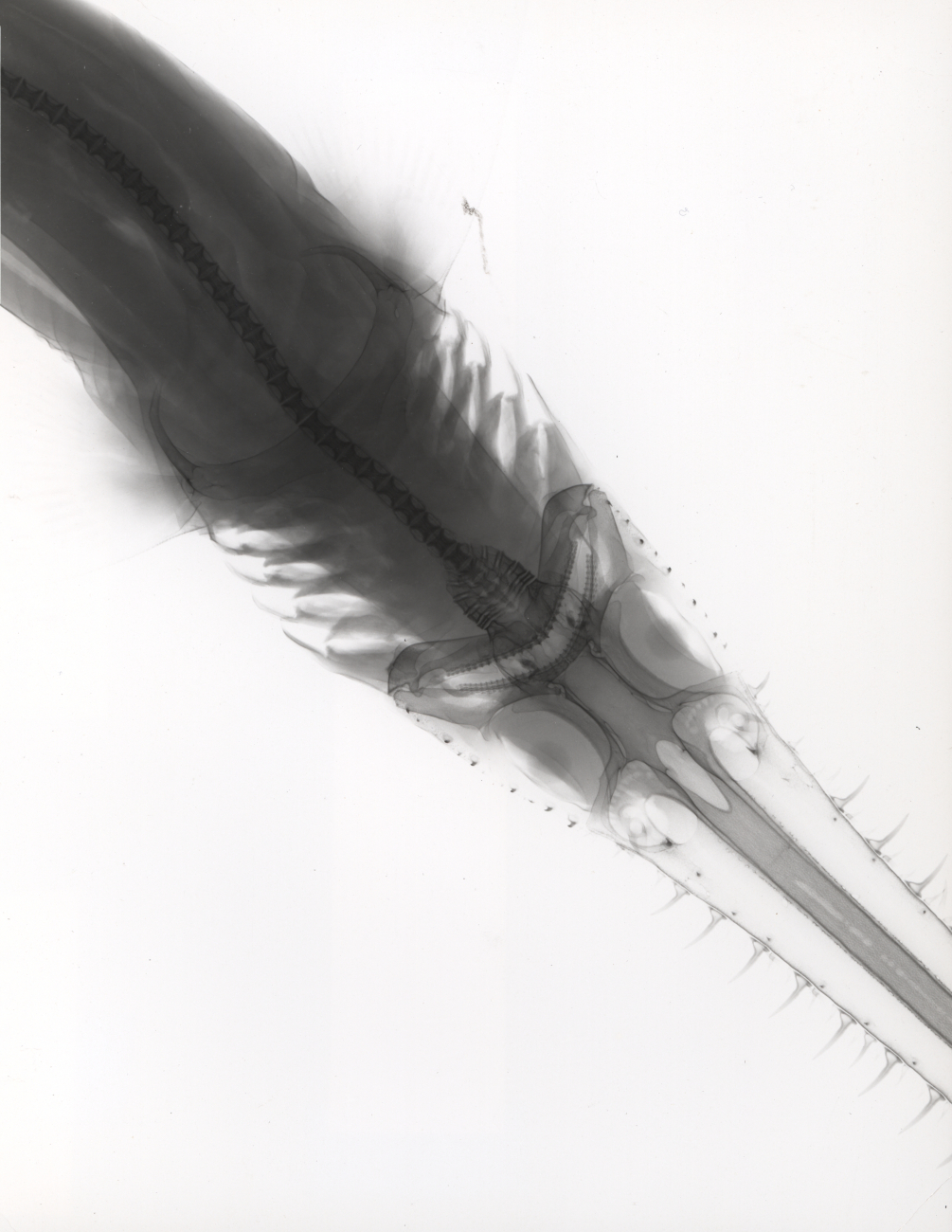Positive of an X-ray of the head region of a sawshark (Pristiophorus sp