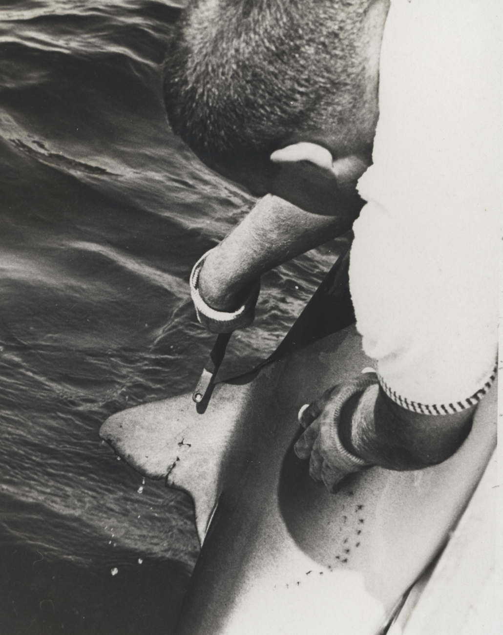 Biologist preparing to tag blue shark (Prionace glauca)