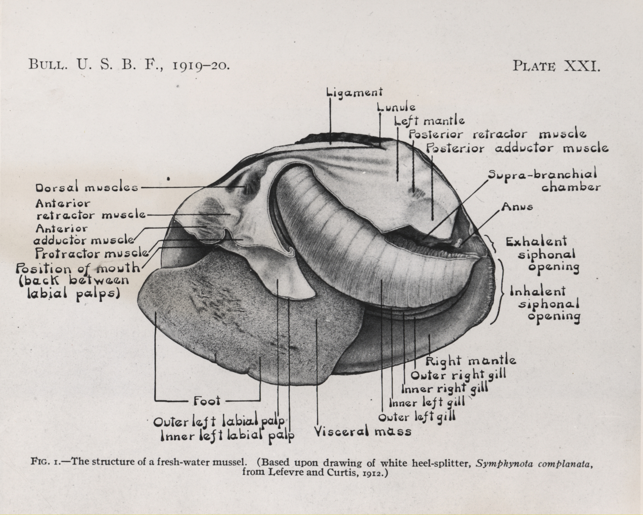 Structure of a fresh-water mussel drawn by George LeFevre and W