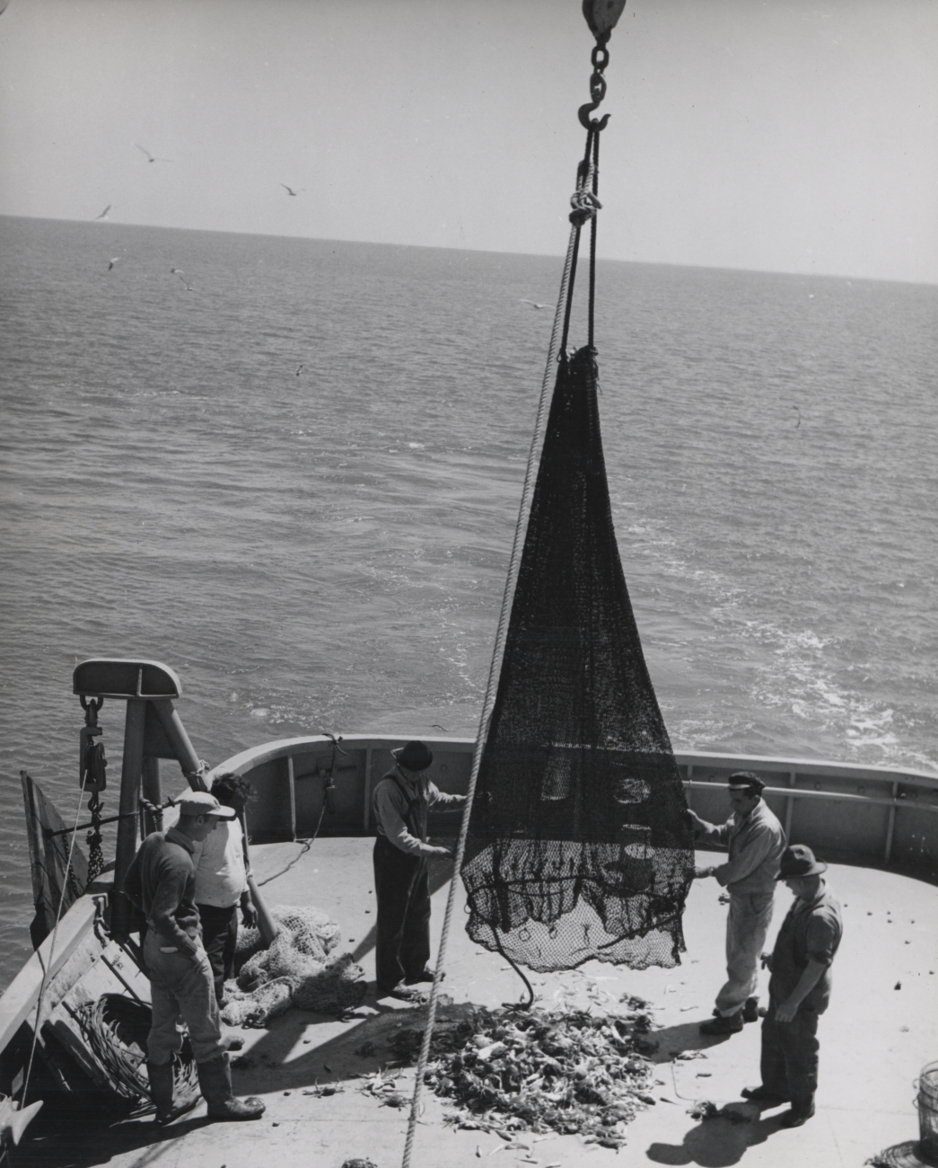 Emptying trawl net on deck with catch of crabs and small fish