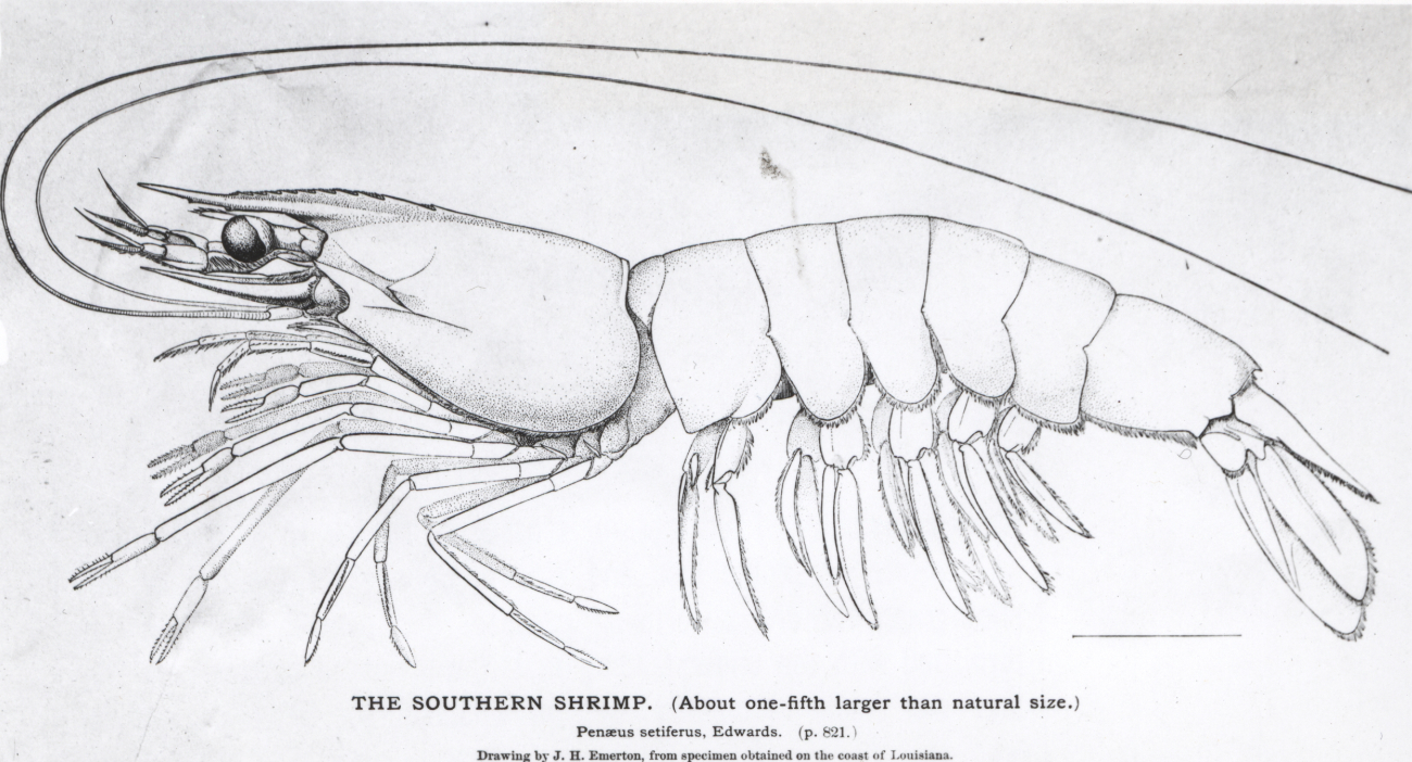 Southern shrimp (Penaeus setiferus) from drawing by J