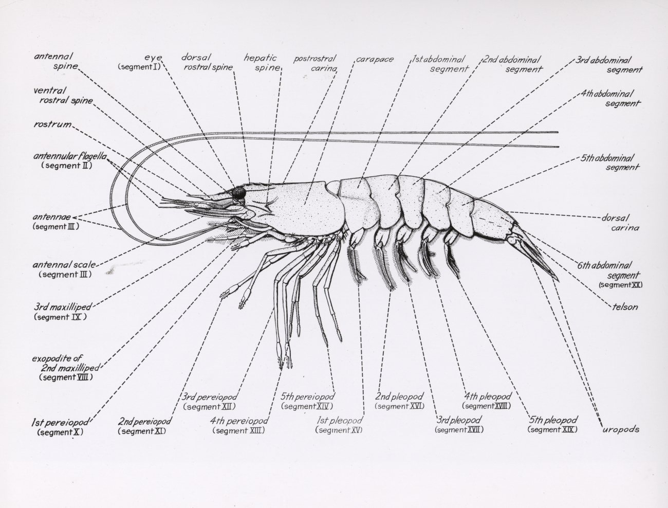 Diagram of shrimp physiology