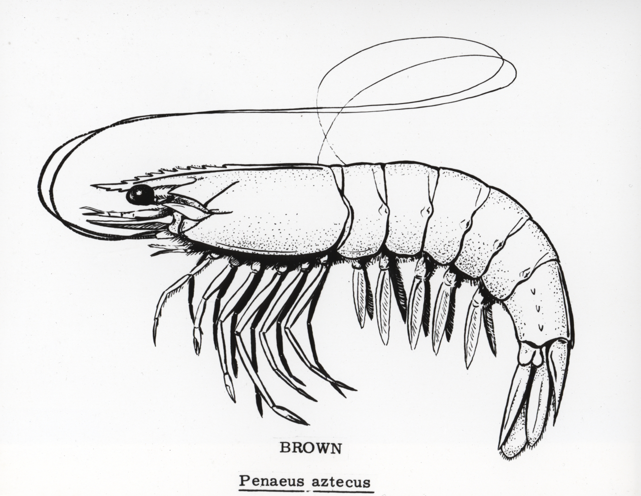 Brown shrimp drawing (Penaeus azteca)